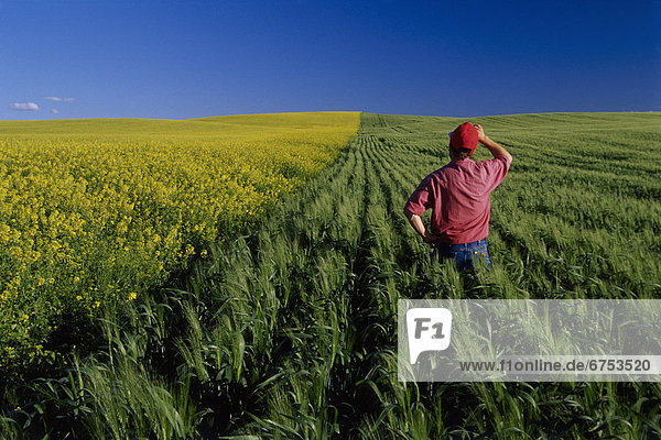Farmer Standing in Durum and Mustard Wheat  Admrial  Saskatchewan