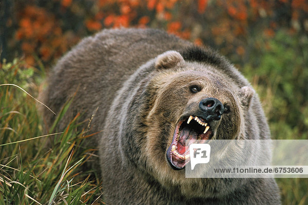 Grizzlybär  ursus horibilis  Grizzly  Bedrohung  03 Positur  Rocky Mountains  Bär