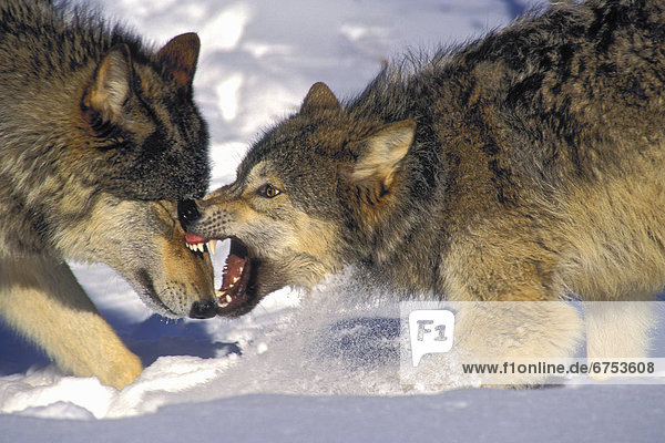 Winter grau Wolf Canis lupus