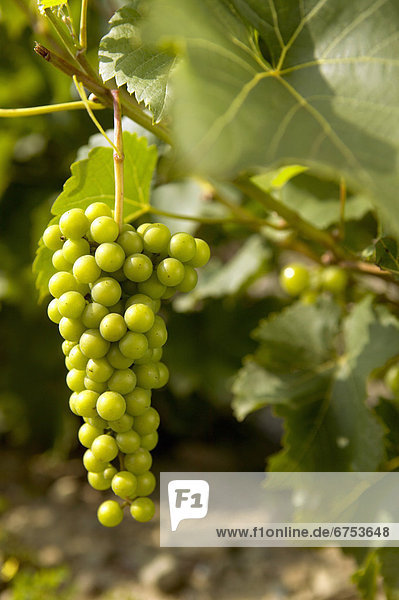 Grape Vines  Eastern Townships  Dunham  Quebec
