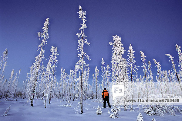 zwischen  inmitten  mitten  Winter  gehen  Wald  Feuer  Bundesstraße  vorwärts  alt  Yukon