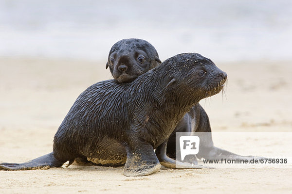Baby South African Fur Seals on sand  Namibia  Africa