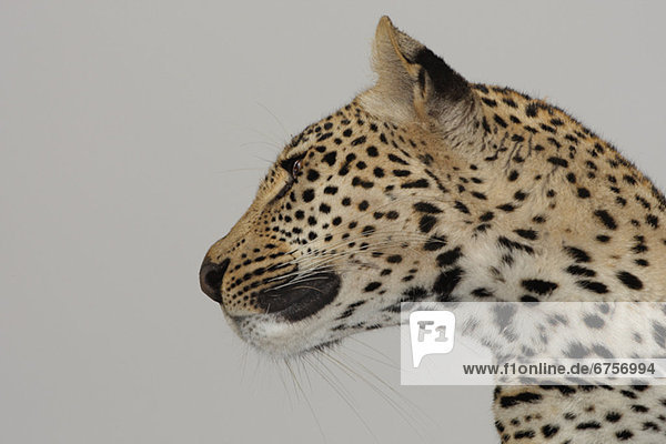 hoch  oben  nahe  Leopard  Panthera pardus