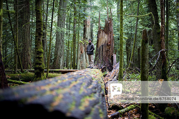 Man Standing on Fallen a Tree  Cathedral Grove  MacMillan Provincial Park  Vancouver Island  British Columbia