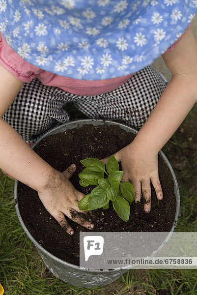 Außenaufnahme  klein  Pflanze  Basilikum  Mädchen  Ontario  eintopfen  Toronto