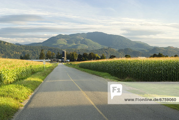 Rural Road through Corn Fields  Abbotsford  British Columbia