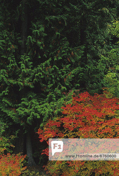 Farbaufnahme  Farbe  Ländliches Motiv  ländliche Motive  British Columbia