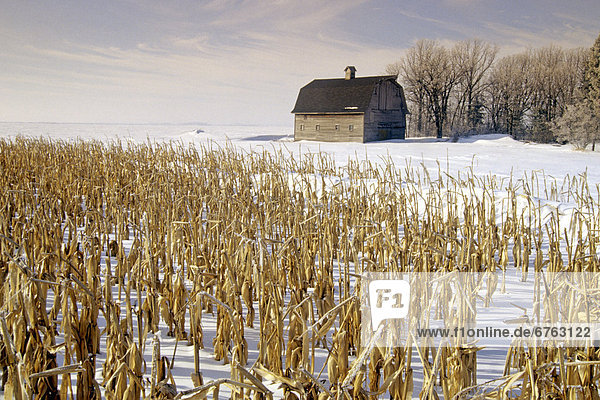 Old Barn and Corn Field in Winter  near Oakbank  Manitoba