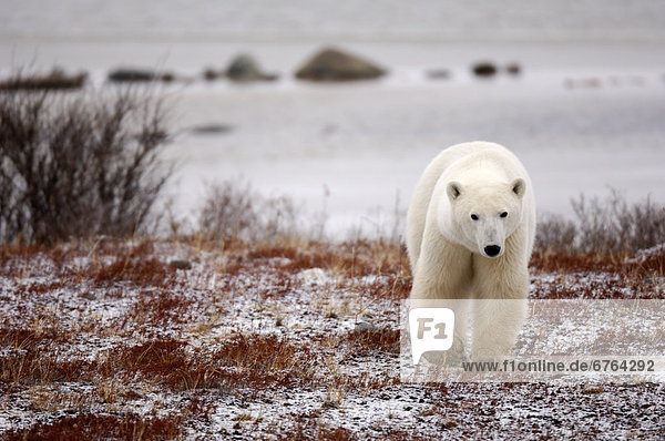 Eisbär  Ursus maritimus  nahe  Manitoba  Tundra