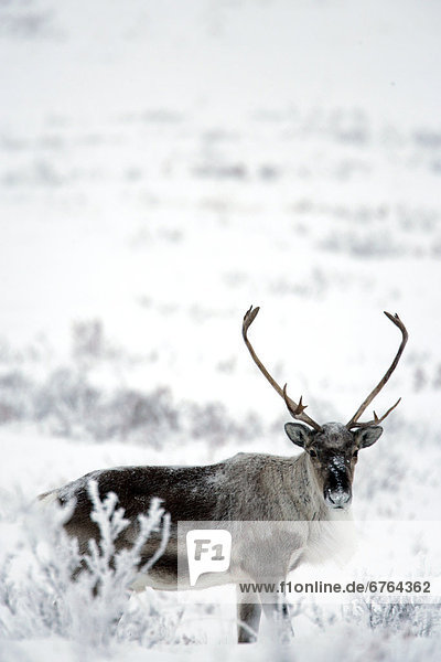 Yukon