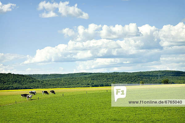 Cows in Field with Blue Sky and Clouds  Quebec