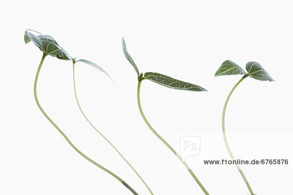 grün  weiß  Pflanze  Hintergrund  schießen  Studioaufnahme