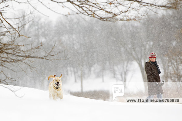 Woman walking Yellow Labrador Retriever on snowy winter day  Sturgeon Creek  Winnipeg  Manitoba