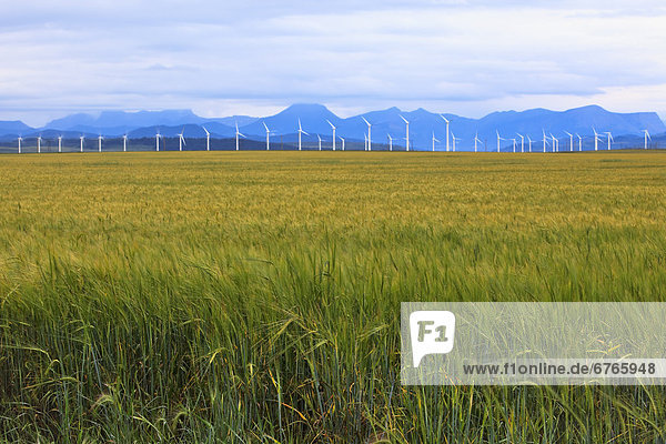 Barley field crop  wind energy turbines and Rocky mountains in distance  Pincher Creek  Alberta