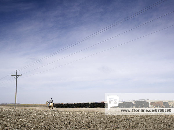 USA  Nebraska  Great Plains  horse rider driving cattle