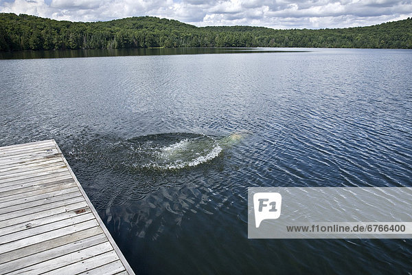 Woman underwater after diving  Smoke Lake  Algonquin Park  Ontario