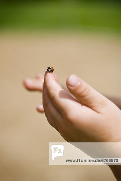 Close-up of ladybug on child's hand  Wascana View  Regina  Saskatchewan