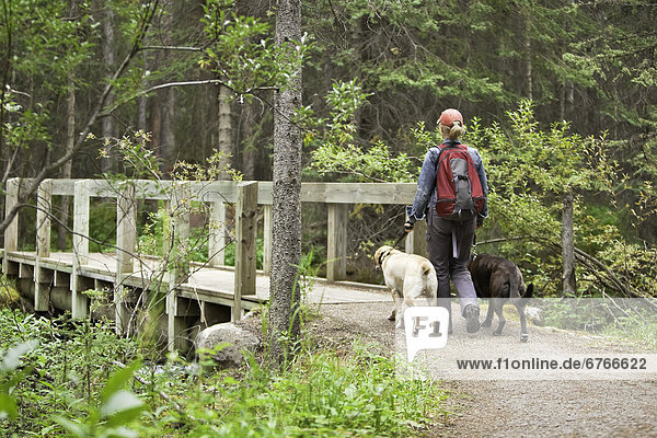 Woman hiking with two Labrador Retrievers  Lake Louise  Banff National Park  Alberta