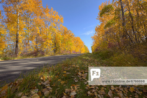 Autumn colors along rural road  central Alberta
