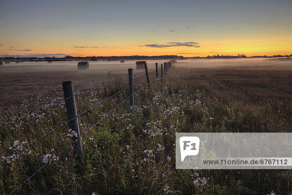 Summer sunset over mist-covered pasture  central Alberta
