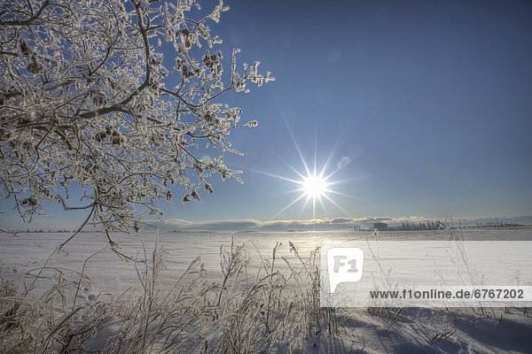 Winter  bedecken  Morgen  Baum  Alberta  Frost