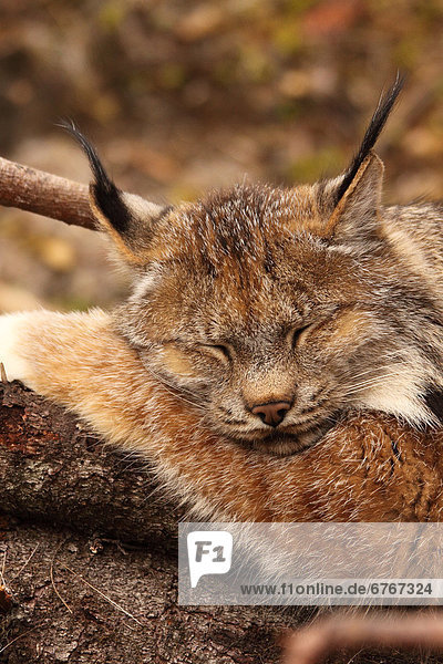Lynx sleeping on log  northern British Columbia