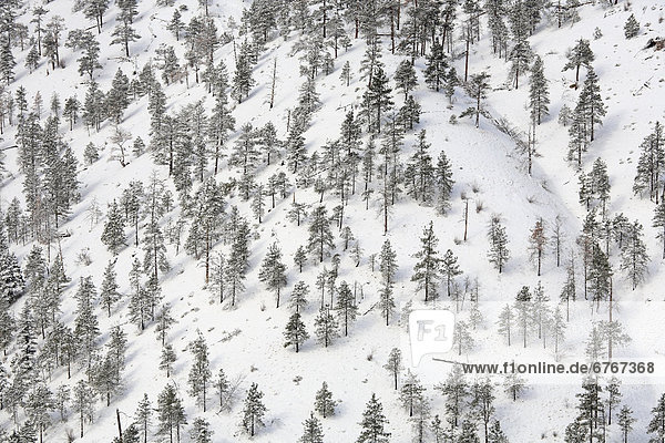 Landschaftlich schön  landschaftlich reizvoll  Berg  Winter  über  Fluss  British Columbia