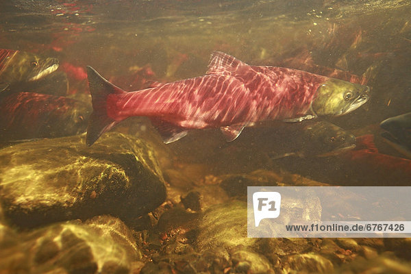Unterwasseraufnahme  Fluss  wandern  Personal  Lachs  Verbesserung  Rotlachs  Oncorhynchus nerka  British Columbia  Laich