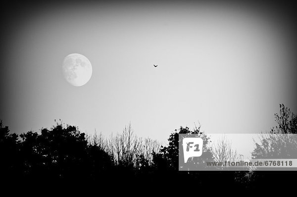 Dunkelheit  Baum  Silhouette  Vogel  Einsamkeit  Mondschein  Quebec