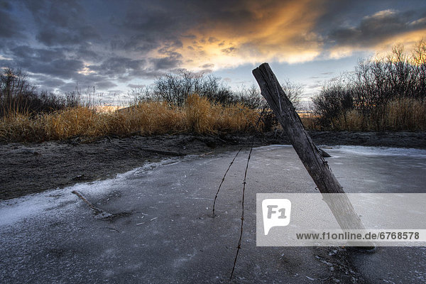 Zunge herausstrecken  Zaun  Metalldraht  Stacheldraht  Alberta  gefroren  Teich