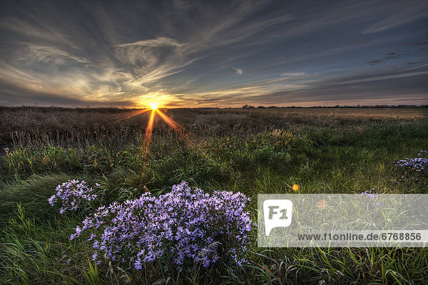 Sommer  Sonnenuntergang  über  Wildblume  Beschluss  Alberta  Prärie