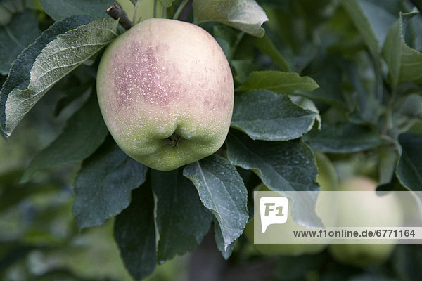 Apples in orchard with pesticide spray  Vernon  Okanagan Valley  British Columbia