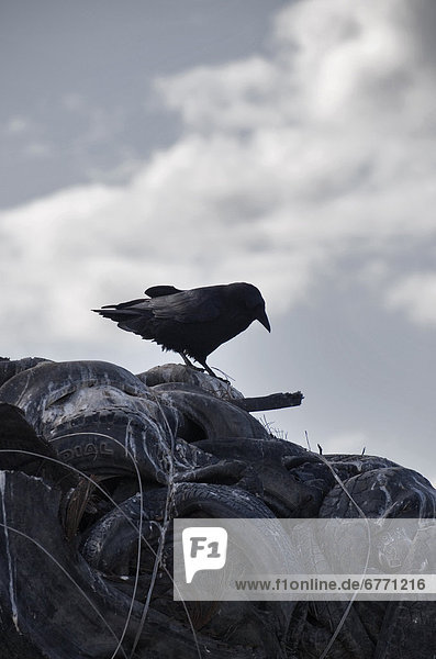 Haufen  Kolkrabe  Corvus corax  Reifen  Autoreifen  Northwest Territories  alt