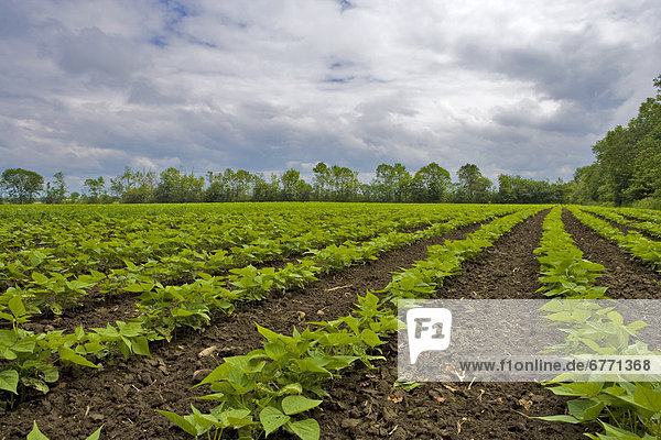 Soybean field  Nobleton  Ontario