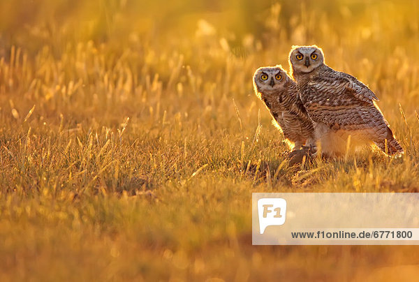 Immature Great horned owls backlit in a grass field  Saskatchewan