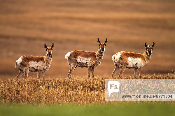 Pronghorn antelope in a cultivated farmers field  Saskatchewan