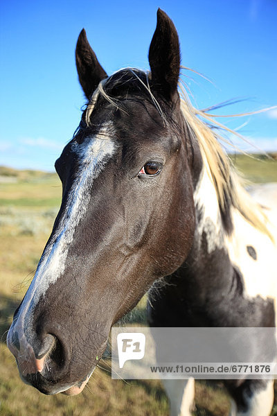Horse in a field  rural Saskatchewan
