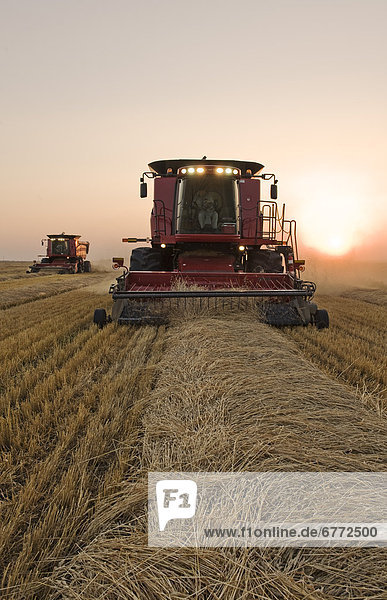 Two combine harvesters work a field of swathed spring wheat  near Dugald  Manitoba