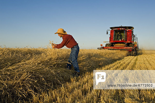 Man checks spring wheat as a combine harvesters work a field of swathed spring wheat  near Dugald  Manitoba