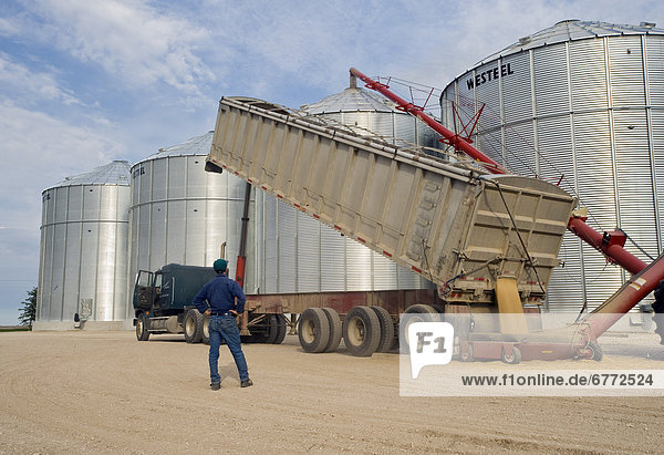 Man looks on as oats are augered into a grain storage bin  near Lorette  Manitoba
