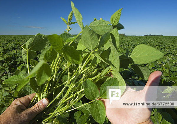 Hand holding soybean plants  near Dugald  Manitoba