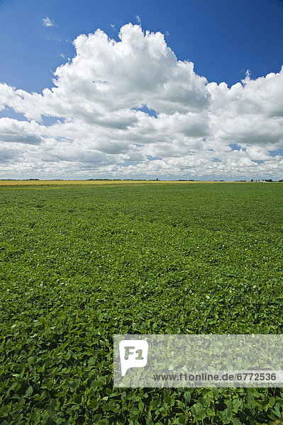 Mid-growth soybean field and sky filled with cumulus clouds near Dugald  Manitoba