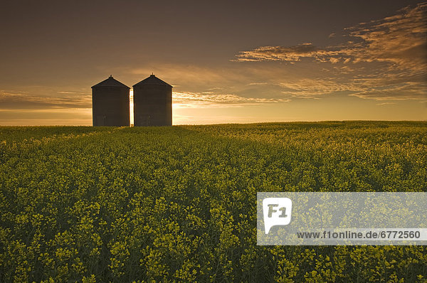 Bloom stage canola field with grain bins in the background  Tiger Hills  Manitoba