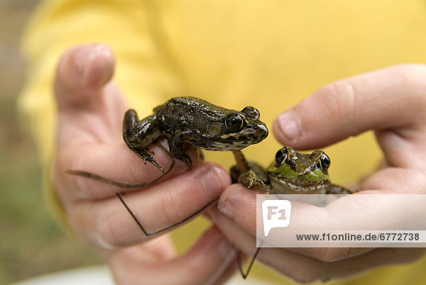 Junge - Person halten Holz Close-up Frosch 2 Algonquin Provincial Park Ontario
