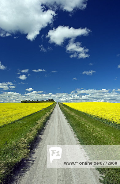 Country road with blooming canola fields on both sides  Tiger Hills  Manitoba