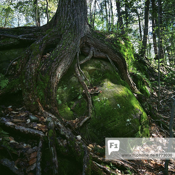 Felsbrocken  Baum  über  Wachstum  Wald  Algonquin Provincial Park  Ontario