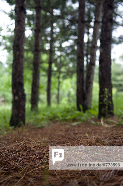 bedecken  Wald  Boden  Fußboden  Fußböden  rot  Kiefer  Pinus sylvestris  Kiefern  Föhren  Pinie  Nähnadel  Nadel  Algonquin Provincial Park  Ontario