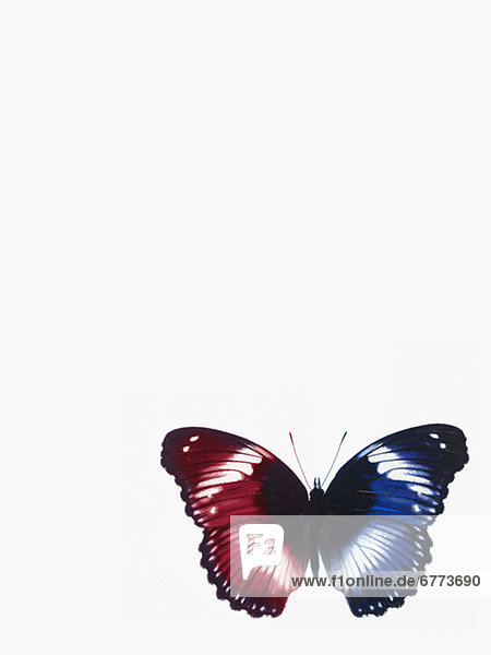 Pfauenauge - Schmetterling bei Nahrungsaufnahme an einer Blume