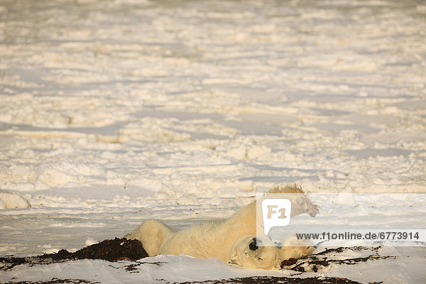 Polar bear stretching  Churchill  Manitoba