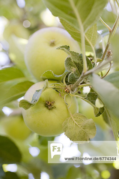 Apples on a tree  Kelowna  British Columbia